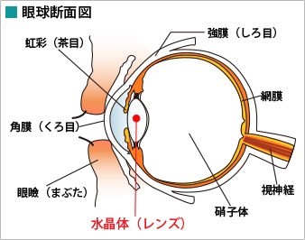 水晶体