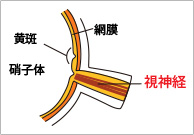 視神経